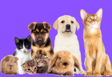 What Does Pet Pals Do?